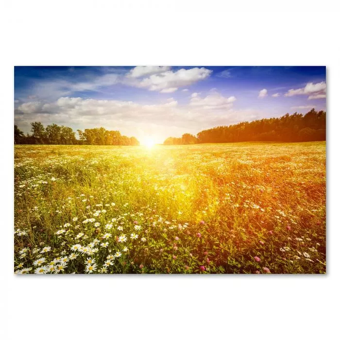 Sommerwiese mit Margeriten & Wiesenblumen im warmen Licht der untergehenden Sonne.