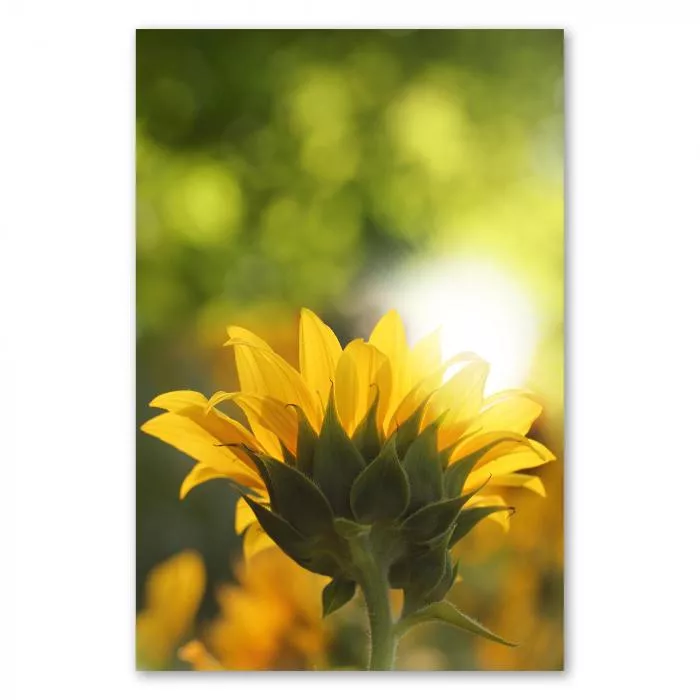 Leuchtend gelbe Sonnenblume wird von hinten angestrahlt, die Sonne bringt grüne Blätter zum Leuchten.