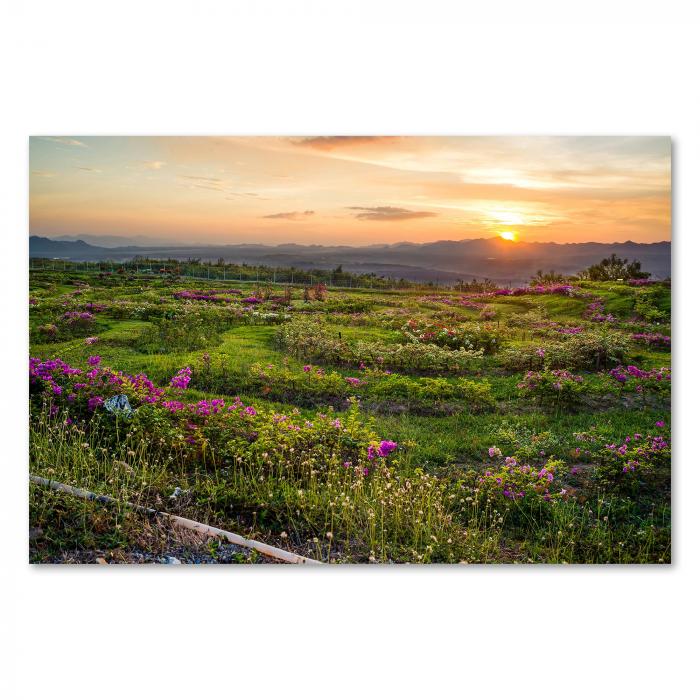 Ein Feld voller pinker Blumen im warmen Licht der Abendsonne – malerische Abendstimmung.