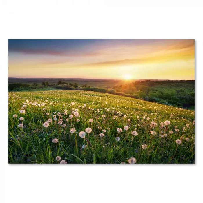 Wiese mit blühenden Löwenzahn, Sonnenuntergang, warmes goldenes Licht.