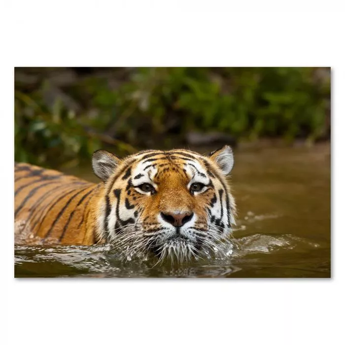 Ein Tiger schwimmt im Fluss, sein Kopf ragt über das Wasser, während der Körper untertaucht.