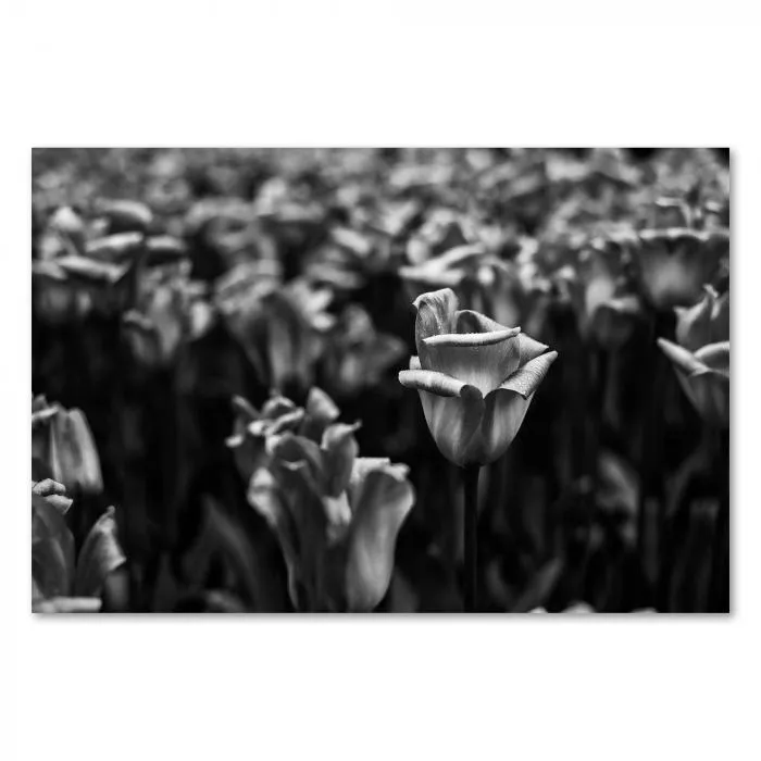 Einzelne Tulpe sticht aus Feld unscharfer Tulpen hervor, Schwarz-Weiß-Fotografie.