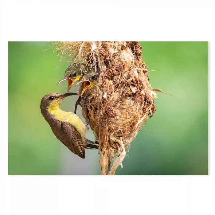 Zwei Vogelküken im Nest, strecken Schnäbel entgegen, Elternvogel füttert.