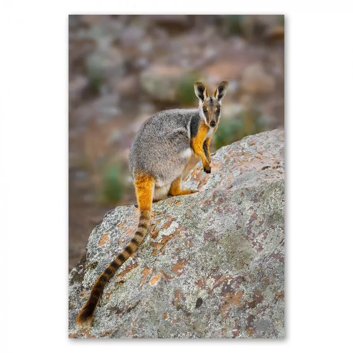 Gelbfuß-Felskänguru auf Felsen, Blick in Kamera, graues Fell, orangefarbene Beine.