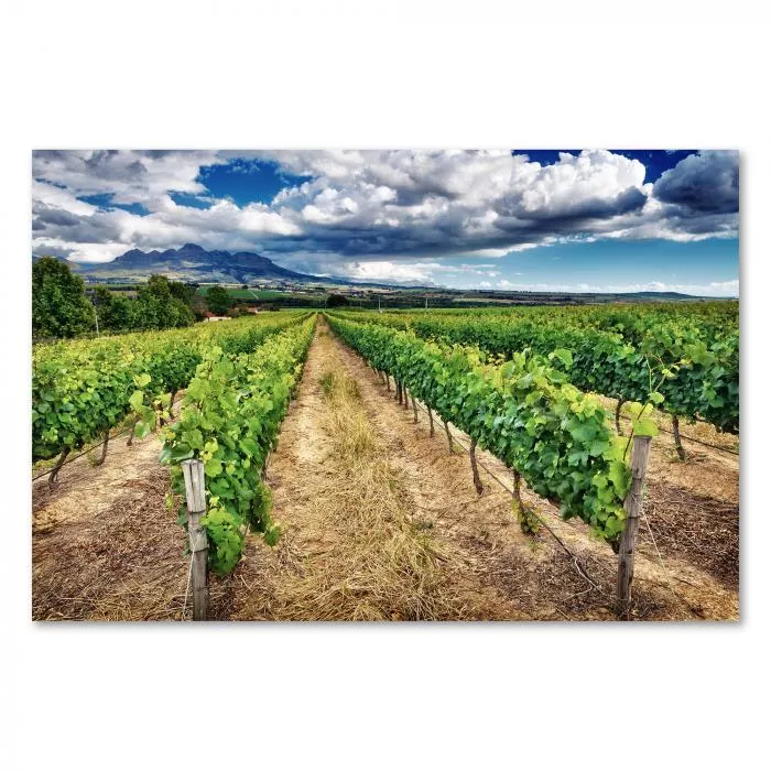 Weinreben erstrecken sich unter einem dramatischen Wolkenhimmel in die Ferne - ein beeindruckendes Landschaftsbild.