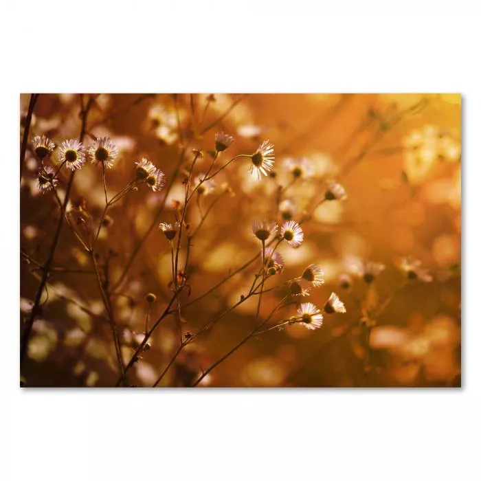 Zarte, weiße Wildblumen im warmen Licht der untergehenden Sonne. Die Aufnahme strahlt Ruhe und Wärme aus.