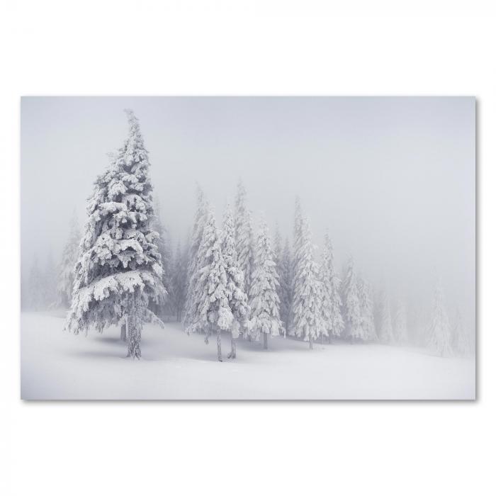 Verschneite Tannenbäume im Nebel - eine mystische und ruhige Winterlandschaft.