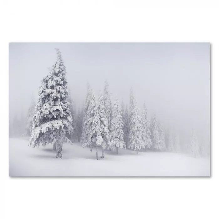 Verschneite Tannenbäume im Nebel - eine mystische und ruhige Winterlandschaft.