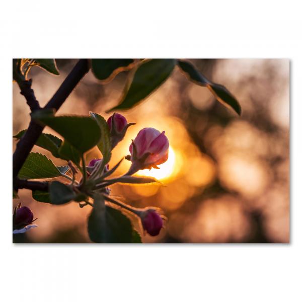 Eine einzelne Apfelblüte mit zartrosa Knospen erstrahlt im warmen Licht der untergehenden Sonne. Die Blätter und Äste des Apfelbaums bilden einen dunklen Vordergrund.