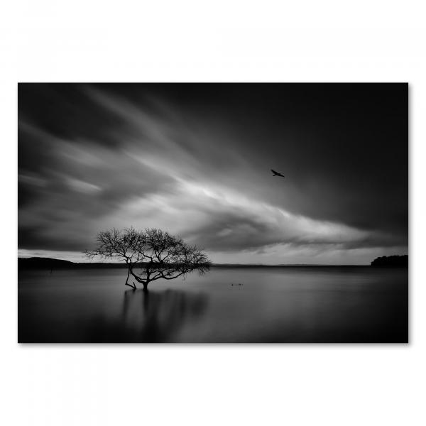 Einzelner Baum am Seeufer trotzt Sturm, Wolkenstreifen, Vogel kreist.