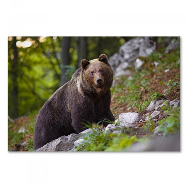 Braunbär auf Felsen, Blick in Kamera, dichtes Fell, Stärke & Wildheit.