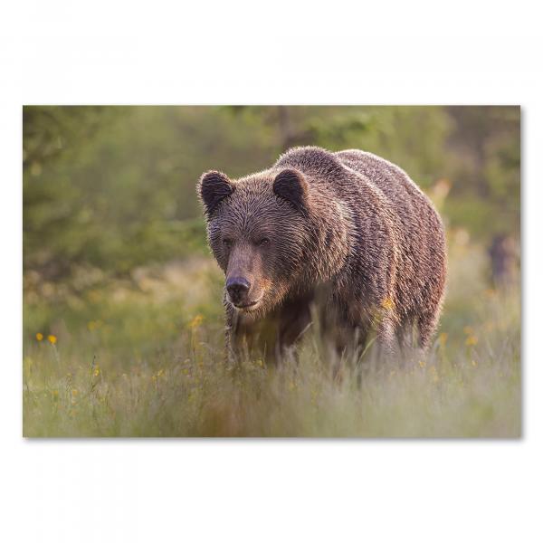 Ein imposanter Braunbär mit dichtem, glänzendem Fell durchstreift eine Wiese mit gelben Blumen.