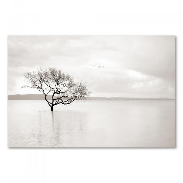 Kahler Baum im Wasser, Äste spiegeln sich, Vögel fliegen im bewölkten Himmel.