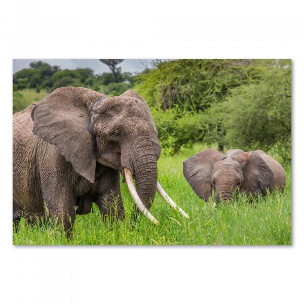 Elefant & Junges grasen in grüner Savanne, Ruhe & saftiges Gras.