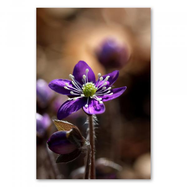 Eine lila Frühlingsblume in Nahaufnahme - die Schönheit der Natur im Detail.