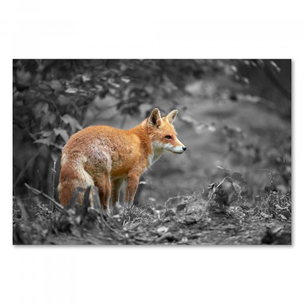 Roter Fuchs steht aufmerksam in schwarzweißer Waldlandschaft.