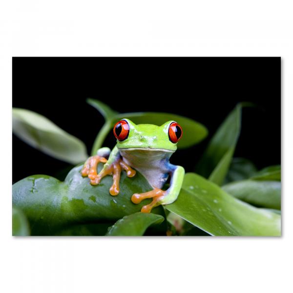 Ein grüner Frosch mit roten Augen sitzt auf Blättern und schaut neugierig in die Kamera.