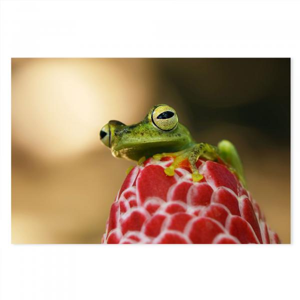 Leuchtend grüner Frosch, goldene Augen, rote Blüte, exotisch.