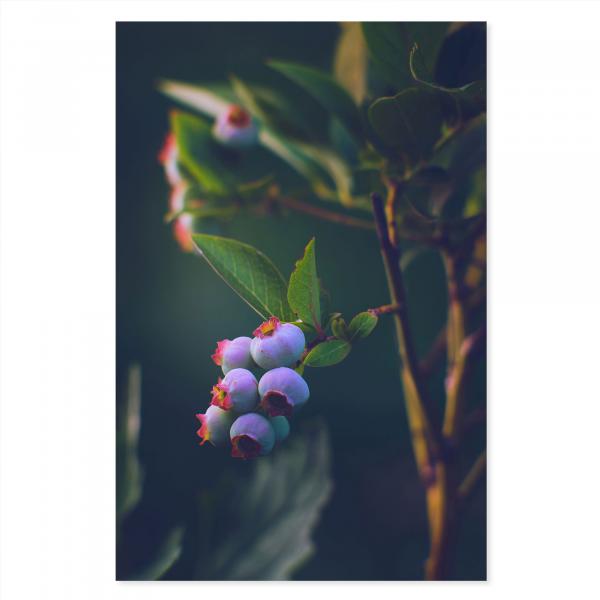 Reife, blau schimmernde Heidelbeeren hängen an einem Zweig, leuchten im Sonnenlicht.