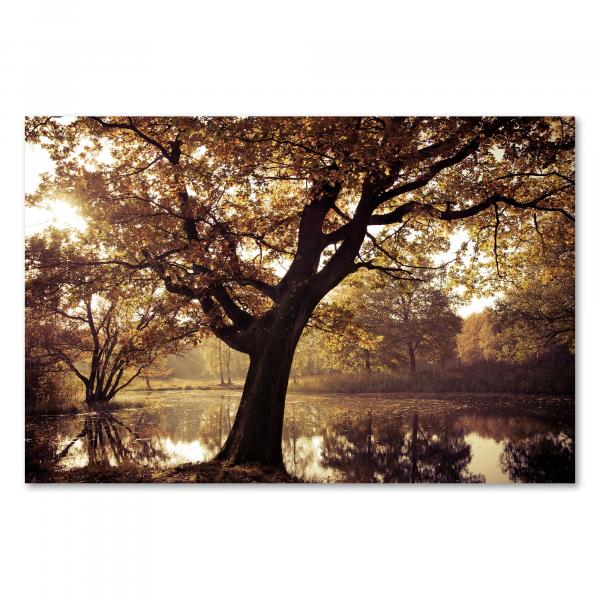 Ein einzelner Baum mit buntem Herbstlaub steht am Ufer eines Sees im warmen Sonnenlicht.