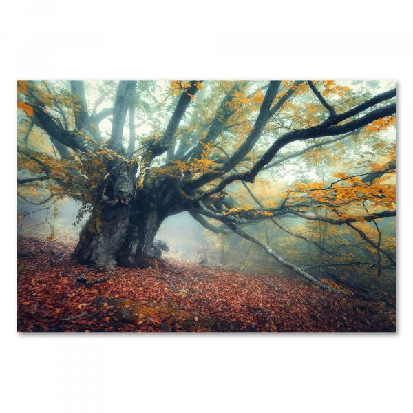 Knorriger Baum mit gelben Blättern, Herbstwald, Nebel, geheimnisvolle Stimmung.