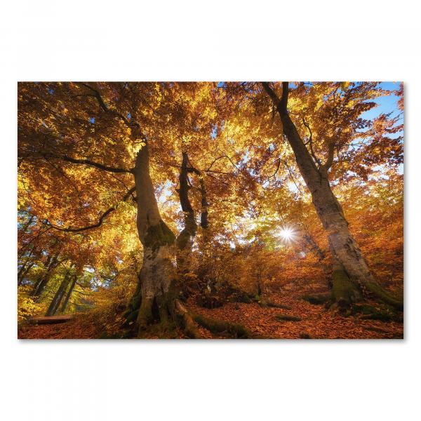 Sonnenlicht bricht durch Blätterdach, herbstlicher Wald, Baumstämme & buntes Laub.