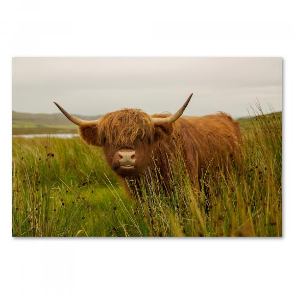 Zotteliges schottisches Hochlandrind blickt direkt in die Kamera, Symbol für die raue Schönheit der Highlands.