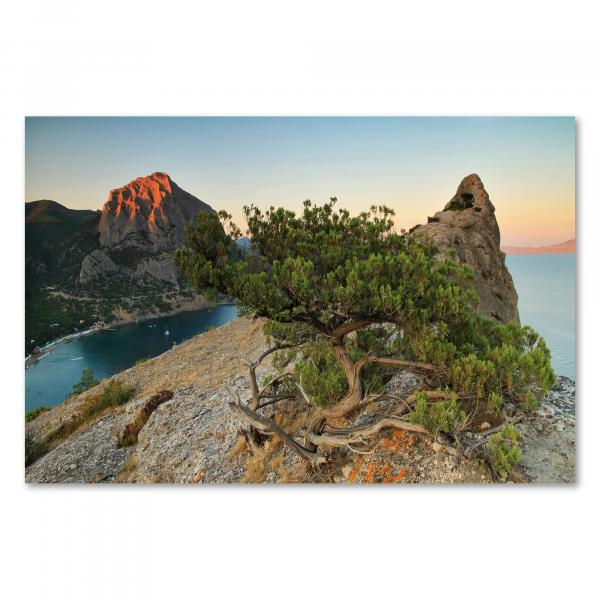 Ein Baum klammert sich an die Felsen einer Küste - ein stimmungsvolles Bild der Natur.