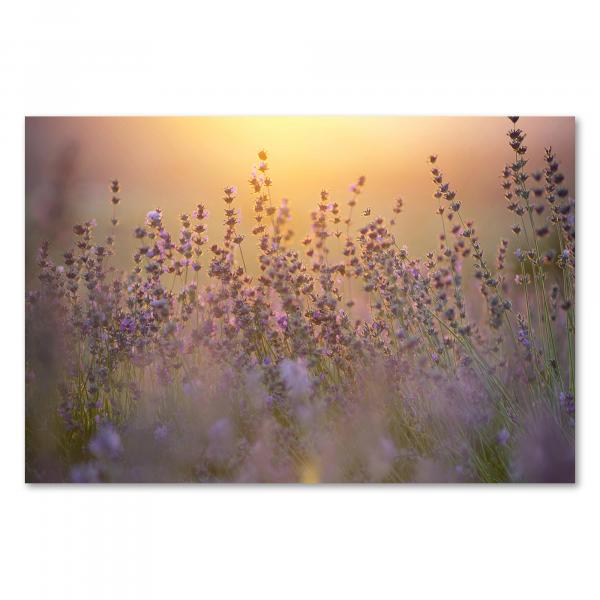 Lavendelfeld im warmen Licht des Sonnenuntergangs, violette Blüten wiegen sich im Wind.