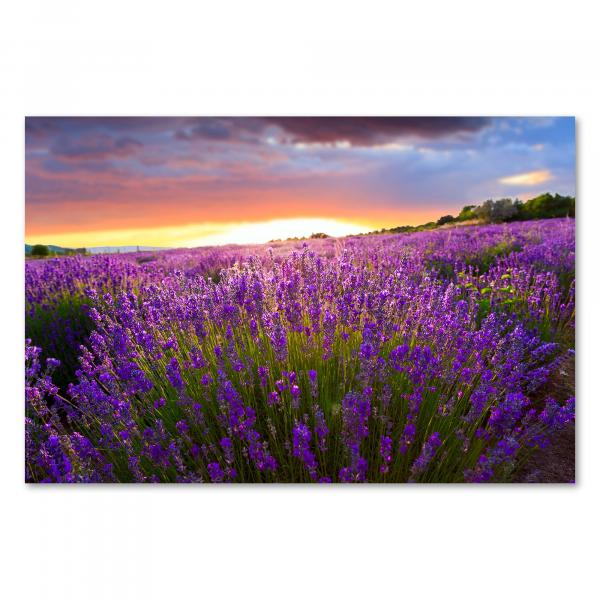 Atemberaubendes Lavendelfeld im warmen Licht des Sonnenuntergangs, Himmel leuchtet in Farben.