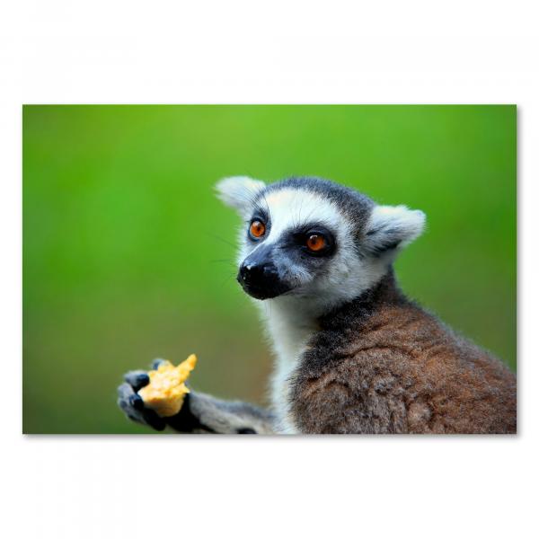 Lemur mit Obst in der Hand, große Augen, blickt in Kamera.