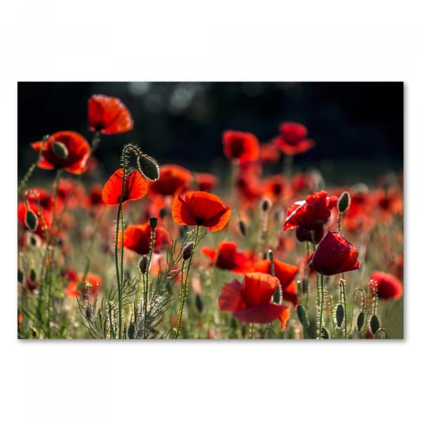 Ein rotes Mohnblumenfeld im Sonnenschein – die Kraft und Schönheit der Natur in einem Bild.