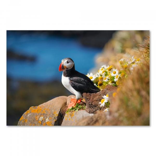 Papageientaucher auf Klippe, weiße Margeriten, Blick aufs Meer, Sonnenlicht.