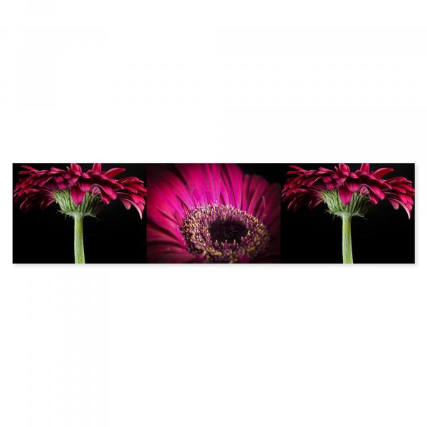 Triptychon: Pinke Gerbera, Gesamtansicht, Nahaufnahme, Seitenansicht - Schönheit.