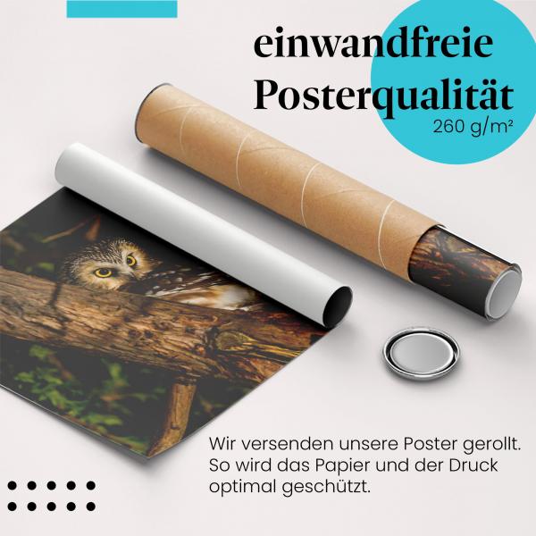 Gerolltes Poster "Eule". Weisheit & Natur, sicher verpackt.