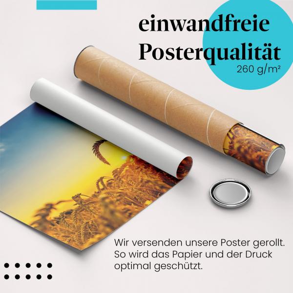 Gerolltes Poster "Weizen & Sonne" - Goldene Stunde, sicher verpackt.