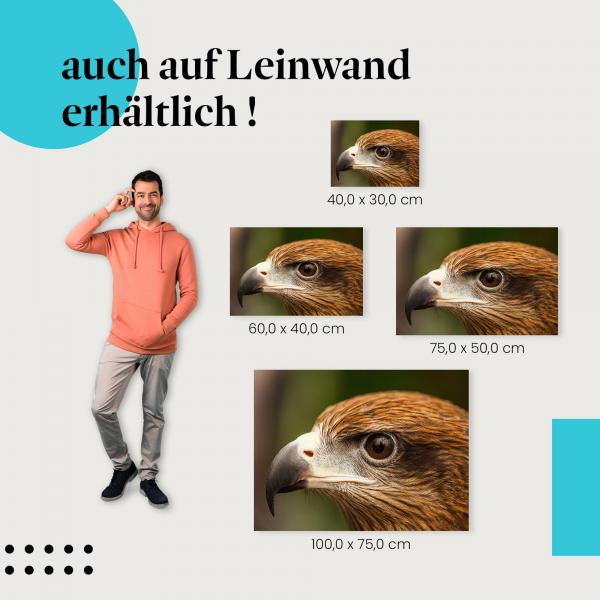 Adler: Leinwandbild. Nahaufnahme, scharfe Augen.