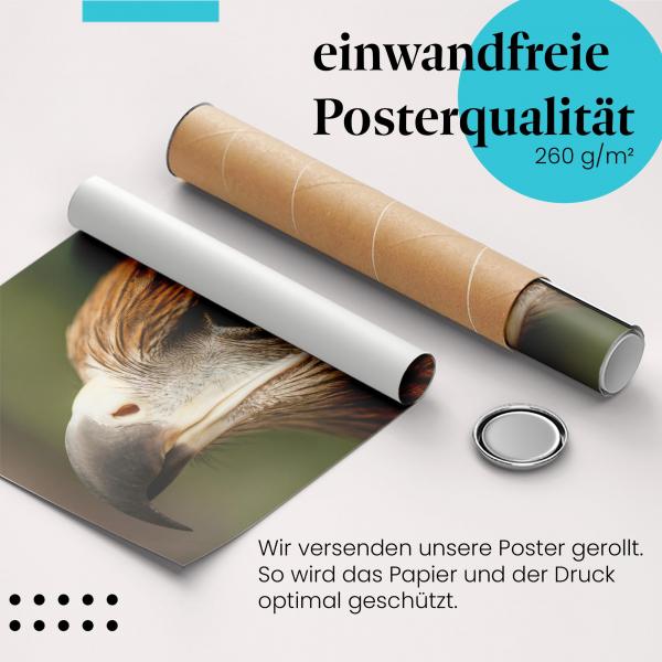 Gerolltes Poster "Adler". Greifvogel, sicher verpackt.