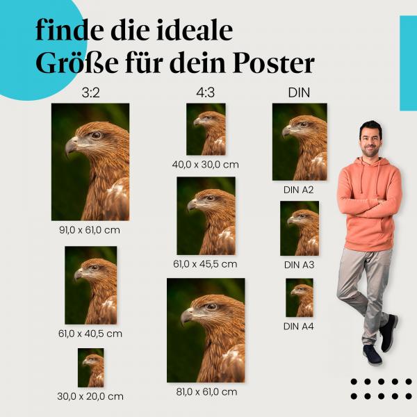 Adler, Poster: Porträt, Blick, dunkelbraun, grün.