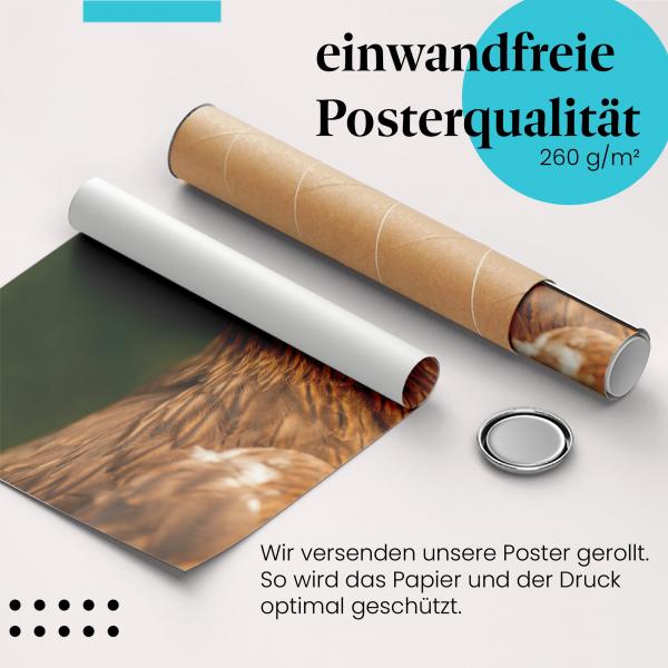 Gerolltes Poster "Adlerportrait". Kraft & Freiheit, sicher verpackt.