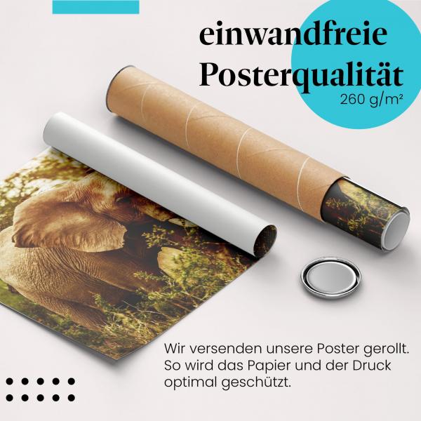 "Elefant": Gerolltes Poster - afrikanisch, Abendsonne.