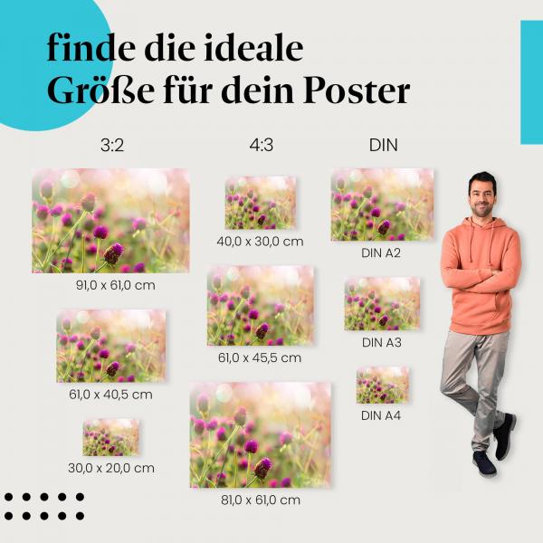 Entdecke die passende Postergröße: Lila Amarantblüten, Wiese, Abendlicht, Blumenmeer.