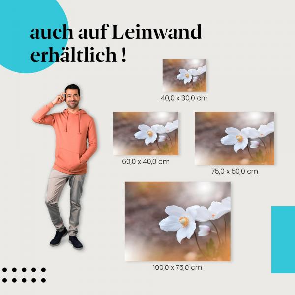 Anemonen: Leinwandbild. Weiß, Frühling, Hoffnung.