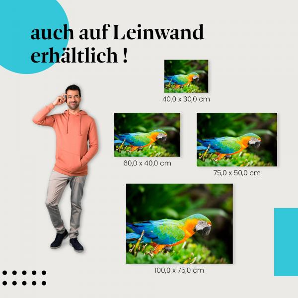 Ara: Leinwandbild. Bunt, Dschungel, aufmerksam.