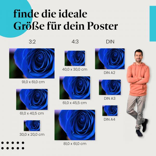 Blaue Rose, Poster: Makroaufnahme, Blüte, Blütenblätter.