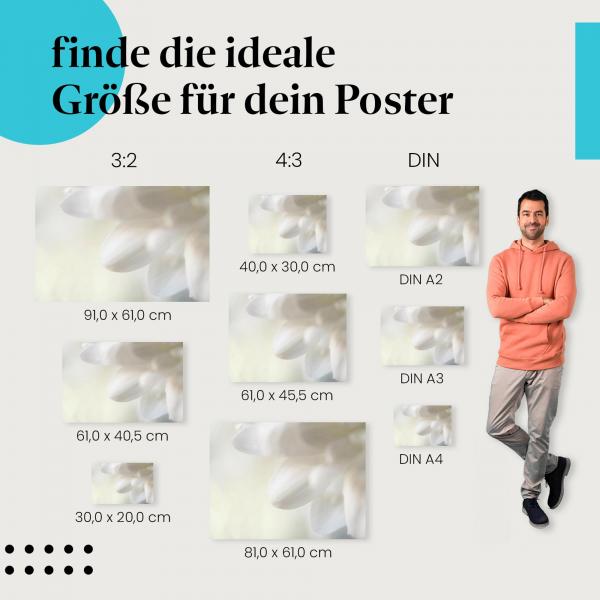 Blütenblätter, Poster: Weiß, Makro, Reinheit, Eleganz.