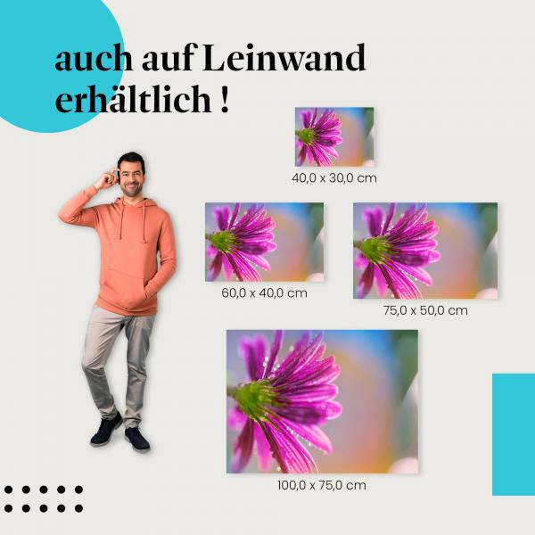 Leinwandbild "Lila Blüte mit Tautropfen": Die Magie der Natur im Detail