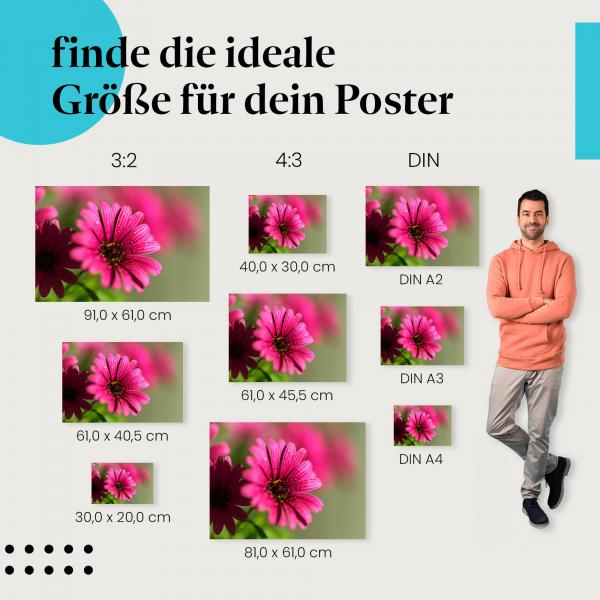 Blumenpracht: Poster "Leuchtende Schönheit" - Pinke Blume & glitzernde Tropfen