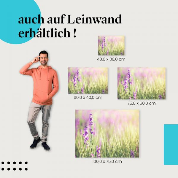 Lila Blüten: Leinwandbild. Wiese, Sonnenlicht, wähle deine Größe!