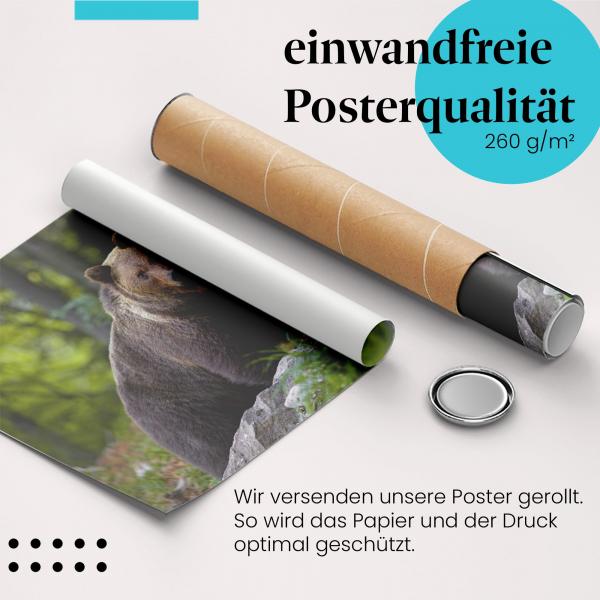 Gerolltes Poster "Braunbär". Wildlife, sicher verpackt.